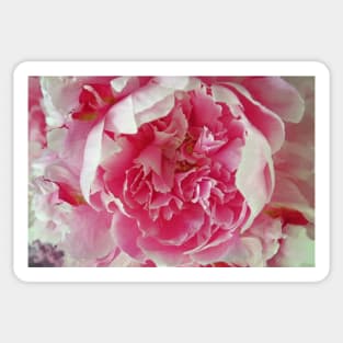 Pink Peony Sticker